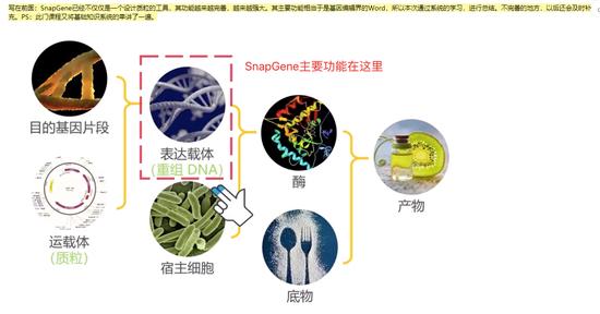 A Snapgene User's Guide I Created Myself