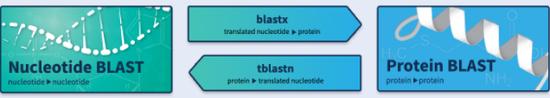 Use blast+ for local blast