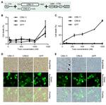 Cadherin Is a Binding Protein but Not a Functional Receptor of Bacillus thuringiensis Cry2Ab in Helicoverpa armigera