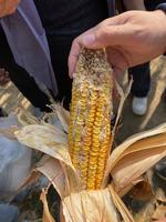 Effects of Seed Coating Agents on the Occurrence of Main Pests and Maize Yield in Corn Field