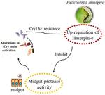Up-regulated serpin gene involved in Cry1Ac resistance in Helicoverpa armigera